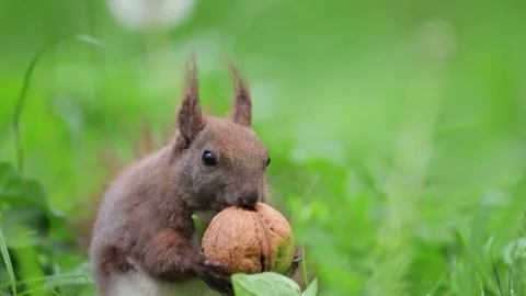 Adorable squirrel chewing a giant walnut on green grass in slow motion during Stock Footage 299854853