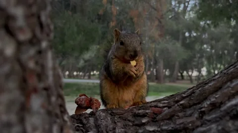 	Adorable Squirrel Eating a Nut on a Tree – Wildlife Closeup, 4K Vidéo 303123590