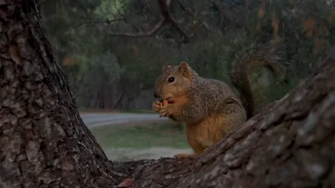 Adorable Squirrel Eating a Nut on a Tree – Wildlife Closeup, 4K Vidéo 303123643