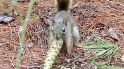 Adorable Squirrel Enjoying a Pinecone in a Forest Setting Stockbeeldmateriaal 348229685