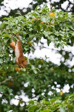 Adorable squirrel hanging upside down on a tree Stock Photos