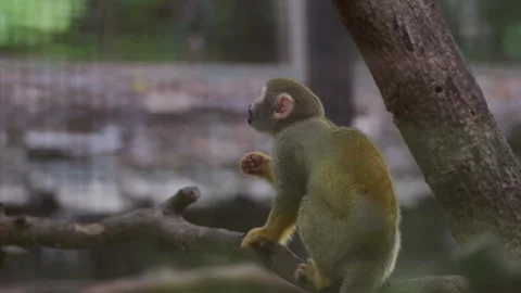 Adorable squirrel monkey captivates visitors at the zoo. Stock Footage 247035153