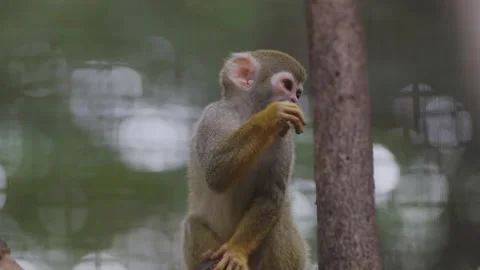 Adorable squirrel monkey captivates visitors at the zoo. Stock Footage 247035156
