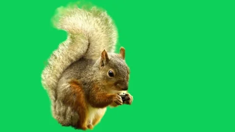 Adorable squirrel on a transparent Stock Video Pond5