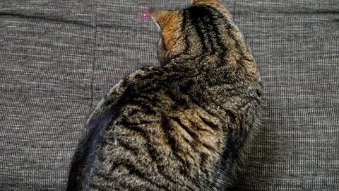 Adorable striped cat sitting on sofa and playing with red laser dot at home. Stock Footage 329013930