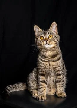 Adorable striped kitten looking up while sitting against dark black backgroun Stock Photos