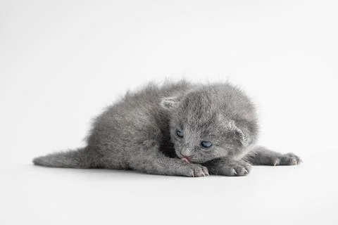 Adorable studio shot of a tiny newborn British Shorthair baby cat with solid  Stock Photos