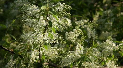 Adorable sunlit bird cherry tree branch with white blossom in beautiful HD clip. Stock Footage 49495433