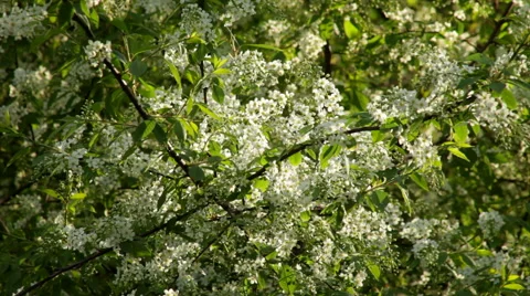 Adorable sunlit bird cherry tree with white blossom and young green leaves Stock Footage 49496460