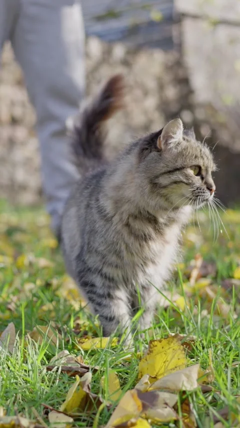 An adorable tabby cat is delightfully exploring a beautiful leafy outdoor Video stock 308588182