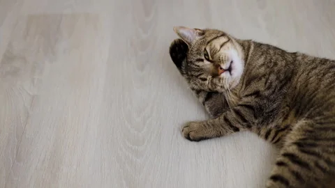 Adorable tabby cat kitty female lying on floor,next to sofa,on carpet, tiles Stock-Footage 242590337