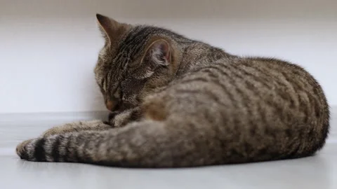 Adorable tabby cat kitty female lying on floor,next to sofa,on carpet, tiles Stock-Footage 242590339