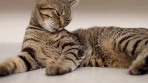 Adorable tabby cat kitty female lying on floor,next to sofa,on carpet, tiles Stock-Footage 242590372