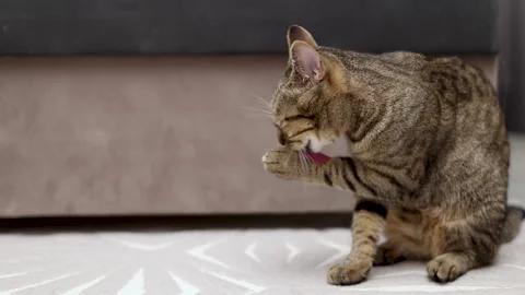 Adorable tabby cat kitty female lying on floor,next to sofa,on carpet, tiles Stock-Footage 242590991