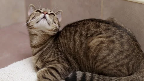 Adorable tabby cat kitty female lying on floor,next to sofa,on carpet, tiles Stock-Footage 242590997