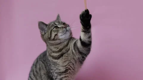 Adorable tabby cat playing with rubber bands Video stock 231244487