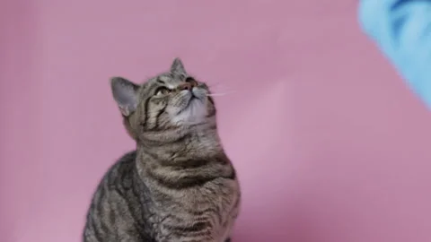 Adorable tabby cat playing with rubber bands 스톡 동영상 231244746
