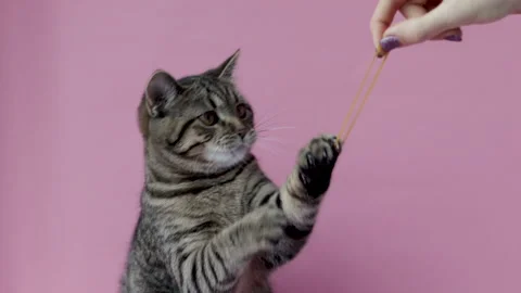 Adorable tabby cat playing with rubber bands 스톡 동영상 231244784