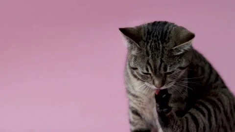 Adorable tabby cat playing with rubber bands 스톡 동영상 231244791