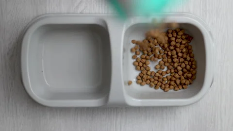 Adorable tabby cat refuse to eat dry food from bowl Video stock 239315253