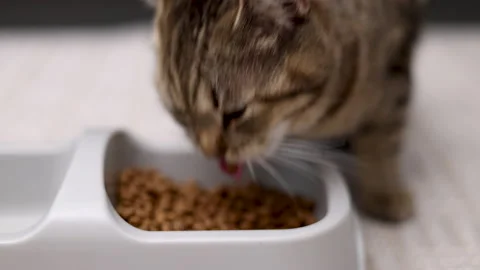 Adorable tabby cat refuse to eat dry food from bowl Video stock 239315286