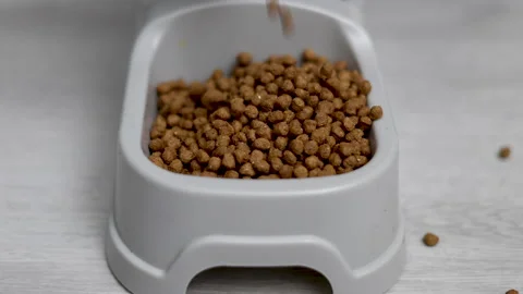 Adorable tabby cat refuse to eat dry food from bowl Video stock 239315422
