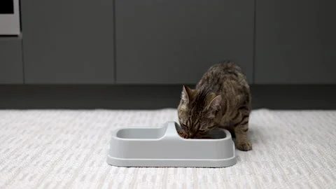 Adorable tabby cat refuse to eat dry food from bowl Video stock 239315436