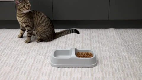 Adorable tabby cat refuse to eat dry food from bowl Video stock 239315936