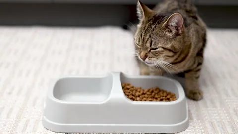 Adorable tabby cat refuse to eat dry food from bowl Video stock 239316108