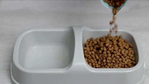Adorable tabby cat refuse to eat dry food from bowl Video stock 239316407