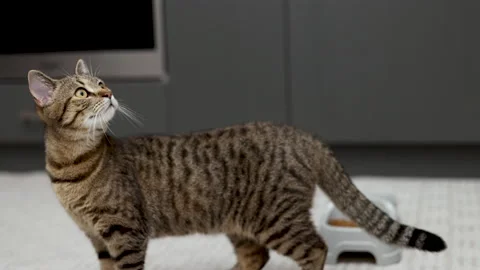 Adorable tabby cat refuse to eat dry food from bowl Video stock 239316507