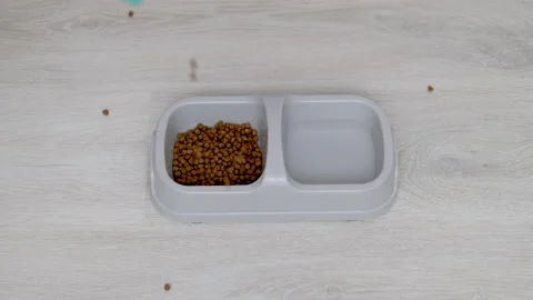 Adorable tabby cat refuse to eat dry food from bowl Video stock 239316573