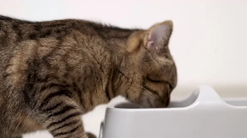 Adorable tabby cat refuse to eat dry food from bowl Stock-Footage 239317034