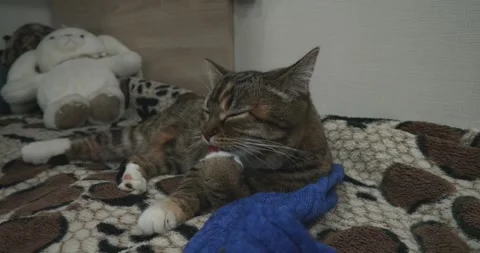 Adorable tabby cat with white paws lying comfortably on a patterned blanket Video stock 326634868
