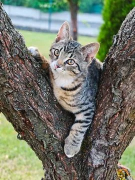 Adorable Tabby Kitten Resting in a Tree Branch Stock Photos