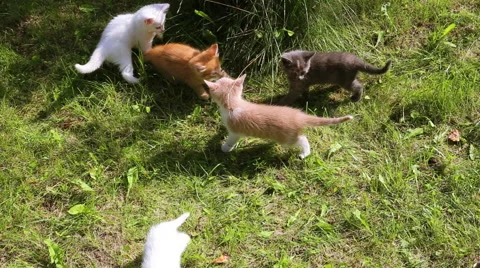 Adorable tabby kittens outdoors Stockbeeldmateriaal 43100201