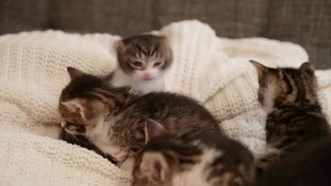 Adorable Tabby Kittens Playing and Resting – Cute Cat Scene Stock-Footage 332709922