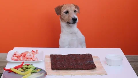 Adorable terrier practicing “wait” command near sushi ingredients on table. Stock Footage 299709225