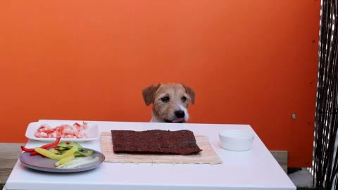 Adorable terrier practicing “wait” command near sushi ingredients on table. Stock Footage 299709235