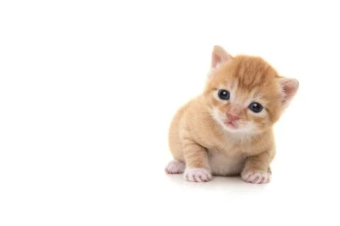 Adorable three weeks old ginger kitten looking at the camera isolated on a .. Stock Photos