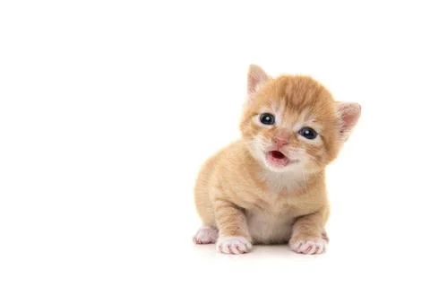 Adorable three weeks old ginger kitten looking at the camera with its mouth.. Stock Photos