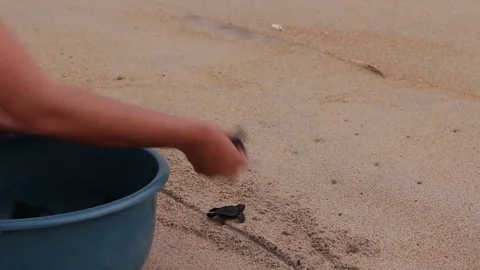 Adorable tiny baby turtles being released on the beach Video stock 75046788