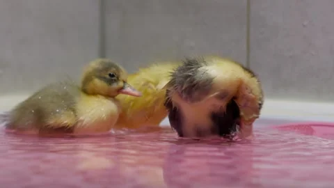 Adorable tiny ducklings are joyfully enjoying a delightful bath in vibrant pink Stock Footage 306501441