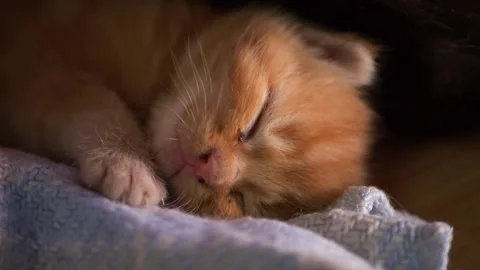 Adorable tiny ginger kitten sleeping on blanket Stock-Footage 164324093