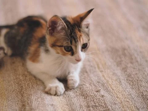 Adorable tiny kitten lying on a bed. Stock Photos