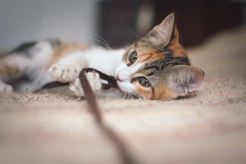 Adorable tiny kitten playing with a toy. Stock Photos