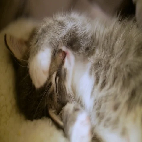 Adorable Tiny Kitten Sleeping With Paw Over Face Stock Footage 69381164