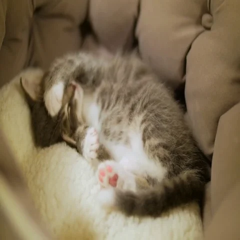 Adorable Tiny Kitten Sleeping With Paw Over Face Wide View Stock Footage 69382069