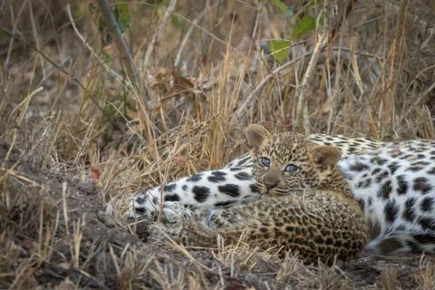 Adorable tiny leopard cub laying next to mom. Stock Photos