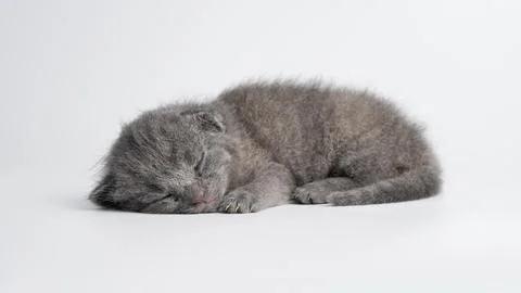 Adorable tiny newborn grey kitten, a Scottish Fold breed with small ears, sle Foto stock